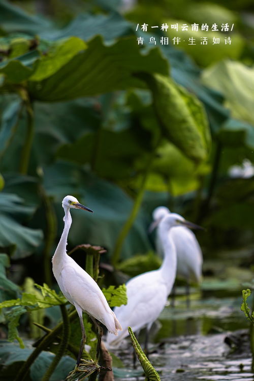 青鳥(niǎo)相伴,生活如詩(shī)