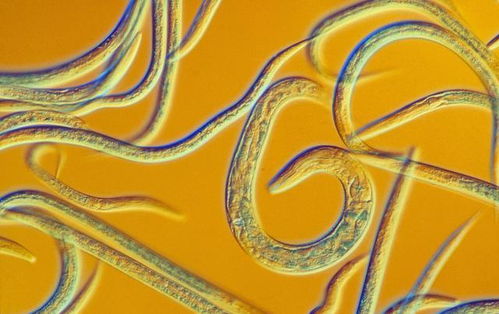 科學(xué)家順利 復(fù)活 2.4萬年前的生物,如果擴散,會有多可怕